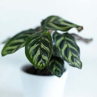 Goeppertia-makoyana-plante-tropicale